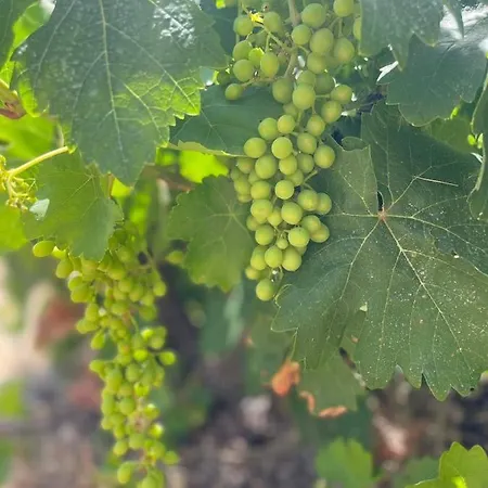 Aegean Endless Summer Pefkos *