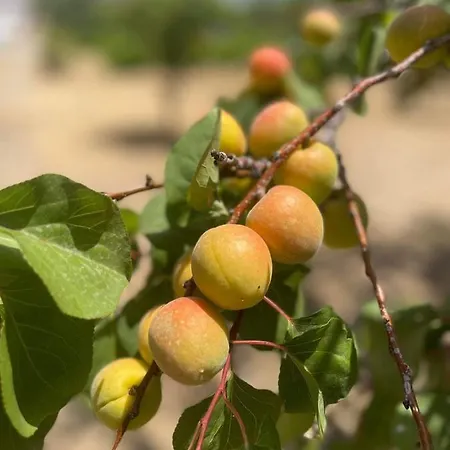 Willa Aegean Endless Summer Pefkos *