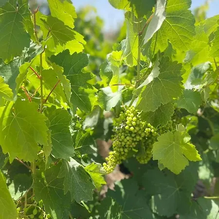 Aegean Endless Summer Pefkos