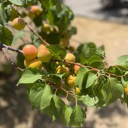 Aegean Endless Summer Pefkos Willa