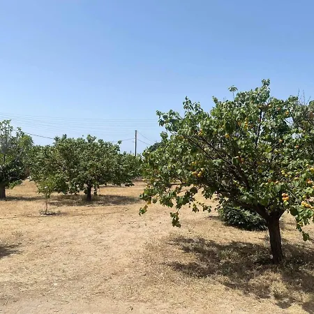 Aegean Endless Summer Pefkos