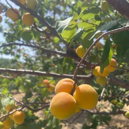 Aegean Endless Summer Pefkos