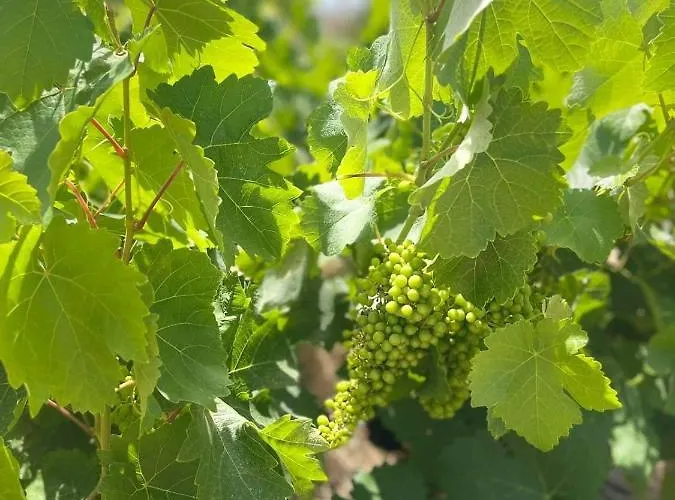 Aegean Endless Summer Pefkos