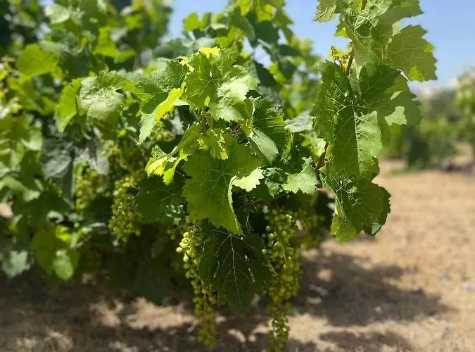 빌라 Aegean Endless Summer Pefkos