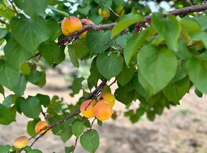 빌라 Aegean Endless Summer Pefkos