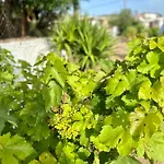 Villa Aegean Endless Summer Pefkos Pefki