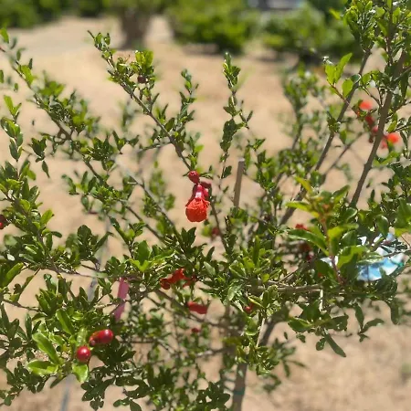 Aegean Endless Summer Pefkos *