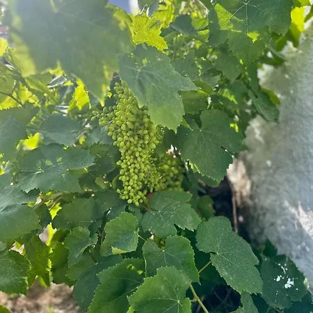 Aegean Endless Summer Pefkos Villa Pefki (Rhodes)