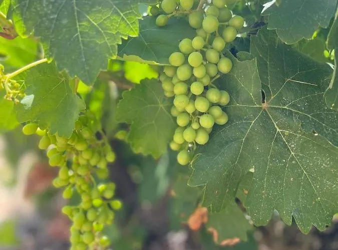 Aegean Endless Summer Pefkos *