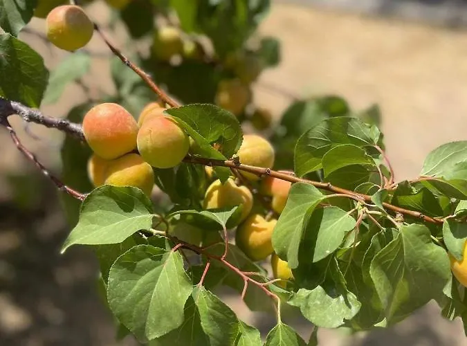 Aegean Endless Summer Pefkos فيلة