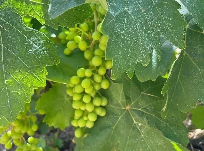 Aegean Endless Summer Pefkos Pefki