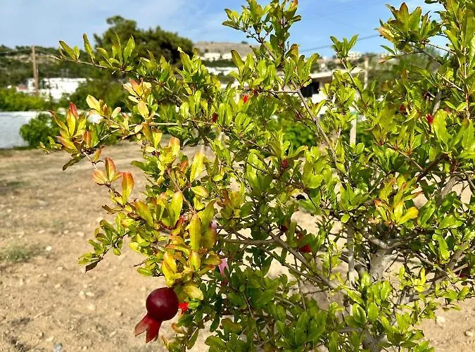 Aegean Endless Summer Pefkos