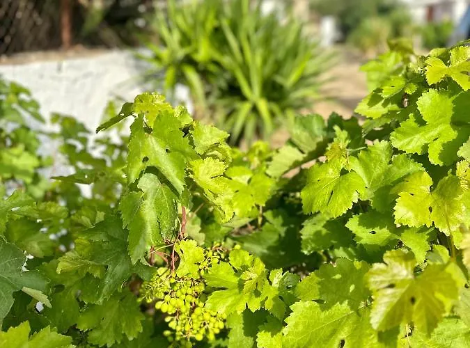 فيلة Aegean Endless Summer Pefkos Pefki