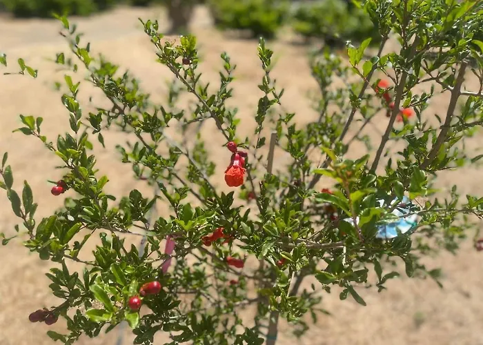 Aegean Endless Summer Pefkos *