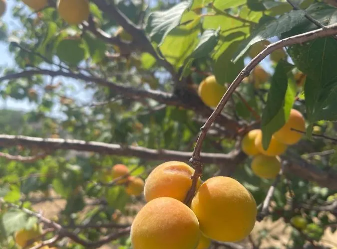 Aegean Endless Summer Pefkos